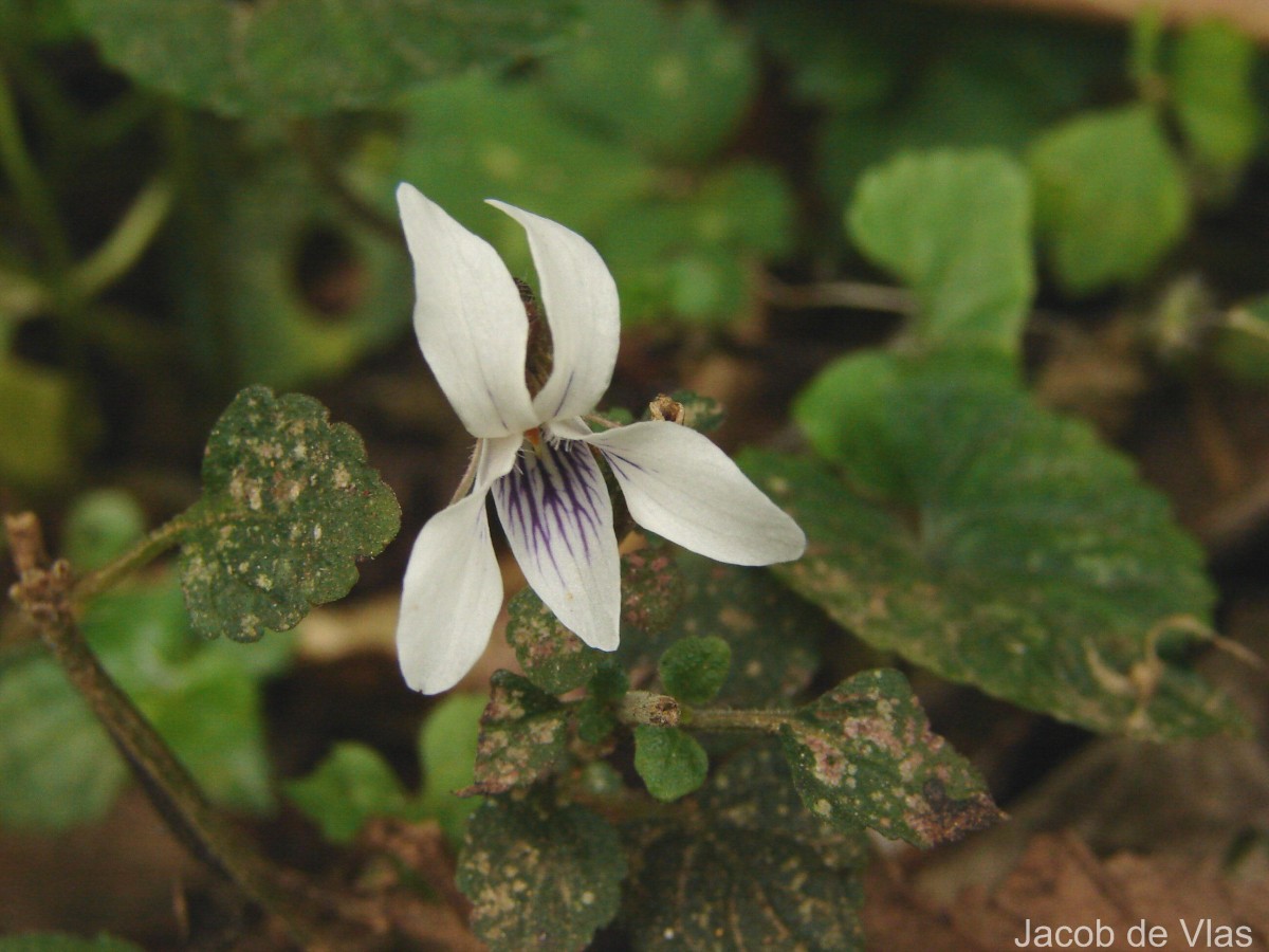 Viola pilosa Blume